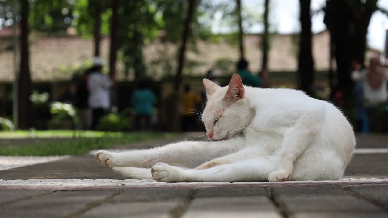 Gatto domestico bianco seduto sul pavimento nel cortile