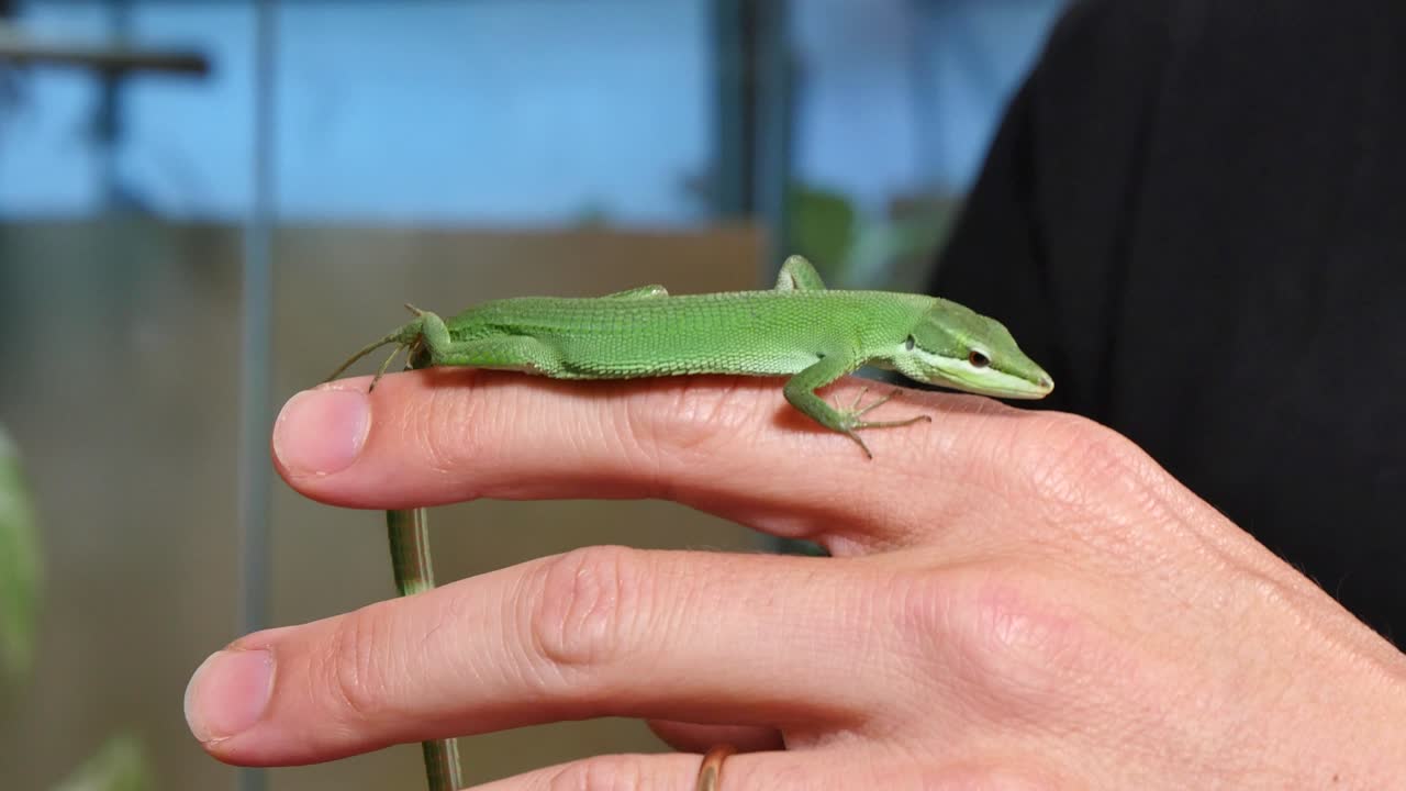 타키드로무스 도르사리스 (takydromus dorsalis) - 유충