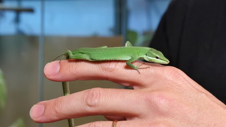Takydromus Dorsalis Lizard Reptile Closeup