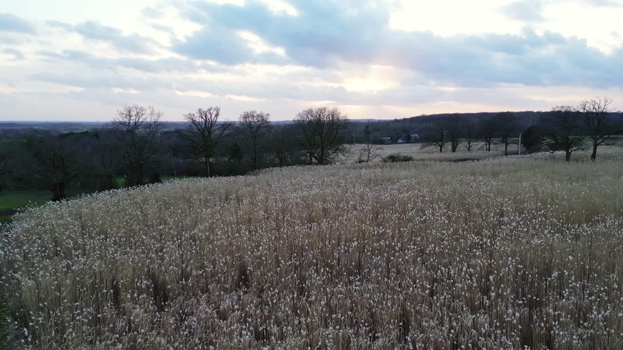 campos de trigo en el campo francés