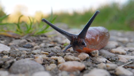 primer plano de una babosa roja salvaje con grandes antenas arrastrándose sobre un suelo de guijarros en la naturaleza - toma detallada de la cabeza - animal europeo ariom rufus