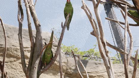 two mitred parakeets sit on a tree branch