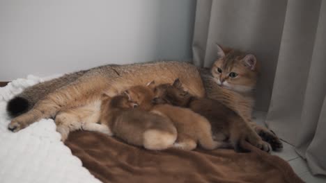 Die-Ingwerkatze-Der-Rasse-„British-Golden-Chinchilla“-Liegt-Und-Füttert-Ihre-Ingwerkätzchen