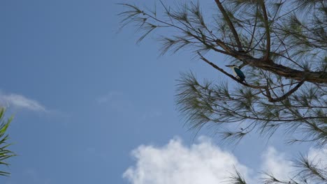 Static-shot-of-a-Mariana-kingfisher-perching-on-a-tree-branch-at-Tinian,-Northern-Mariana-Islands