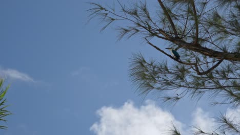 static shot of a mariana kingfisher perching on a tree branch at tinian, northern mariana islands