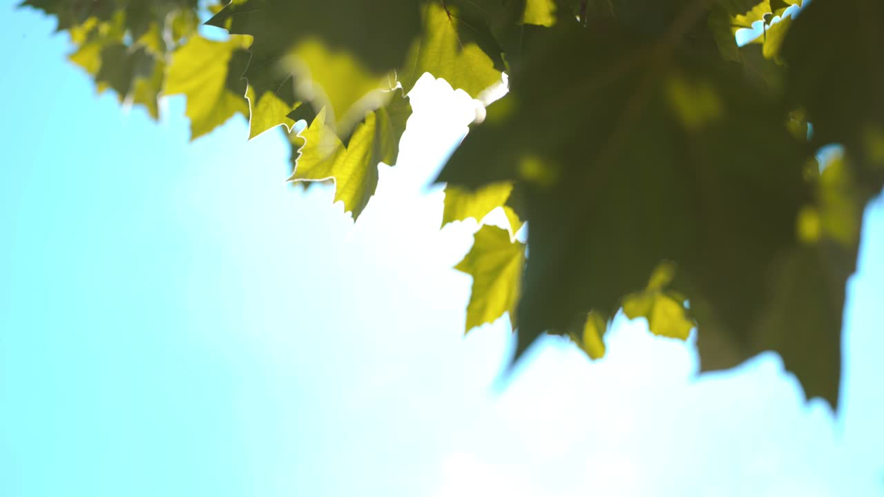 나뭇잎 사이로 비치는 햇빛