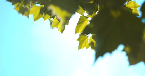 Sun-Light-Shining-Through-Leaves