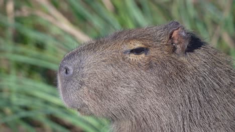 closeup of capybara head in dense grass, visible fur detail, still and observant posture, static, space for text