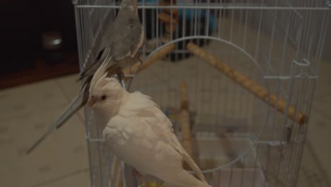 pet cockatiel relaxing on their cage together