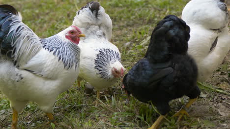 primer plano de pollos blancos y negros pastando en prado verde en tierras de cultivo - material de archivo prores