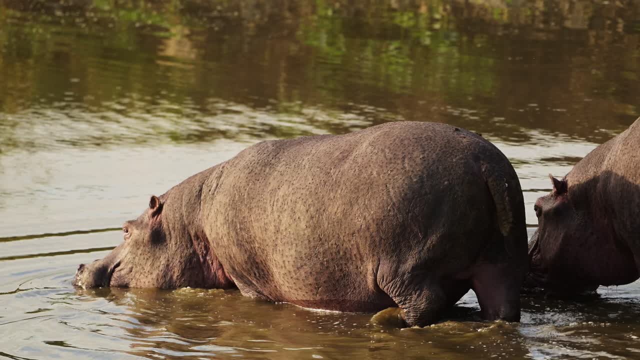 Hippo Hippopotamus slowly walking into the Mara river to cool down on hot evening, African Wildlife in Maasai Mara National Reserve, Kenya, Africa Safari Animals in Masai Mara North Conservancy