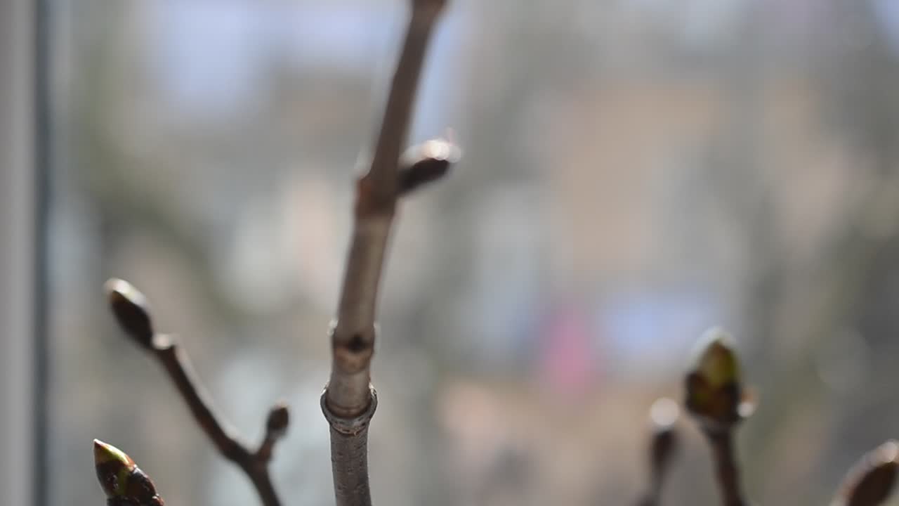 Spring landscape. Kidneys on trees