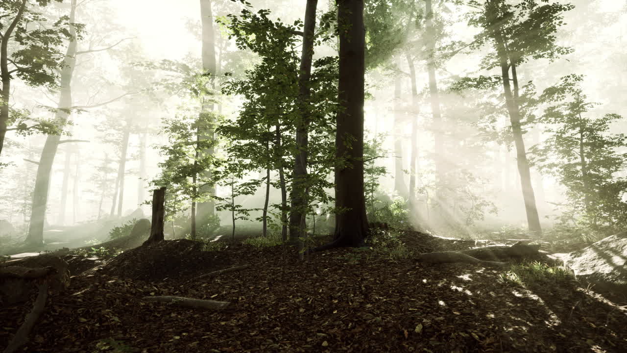 요정 안개 숲에서  ⁇ 빛