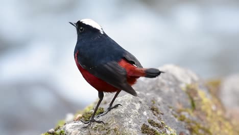 the white-capped redstart is known for its white lovely crown, dark blue-blackish wings and brown under feathers and its tail starts with red