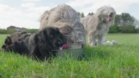 4 dogs drinking and panting captured in slow-motion