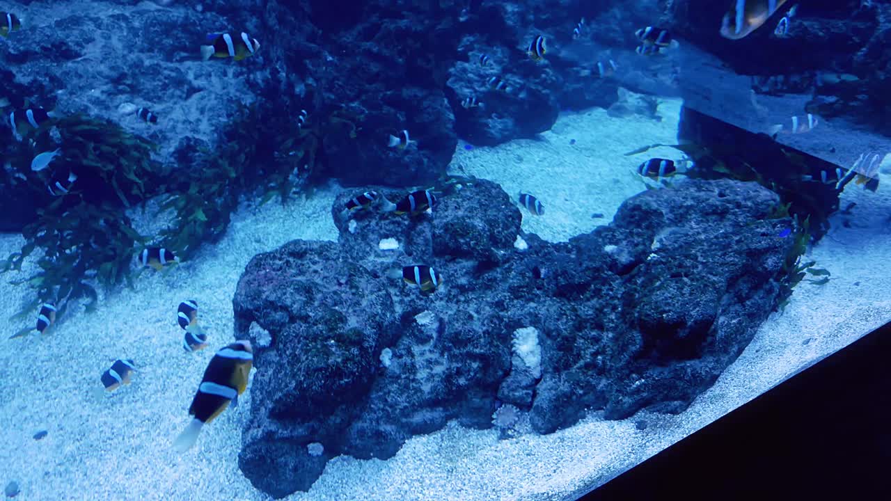 マラガのビオパルク・フエンヒローラにある見事な大型水族館 — 色鮮やかで没入感のある水中世界を、鮮やかな魚たちが透き通った水の中を gliding しています。