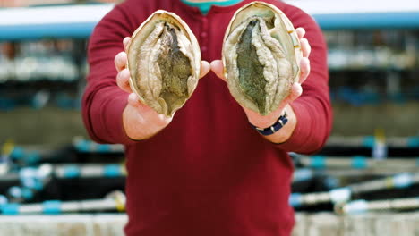 man holds out in front two south african haliotis midae abalone