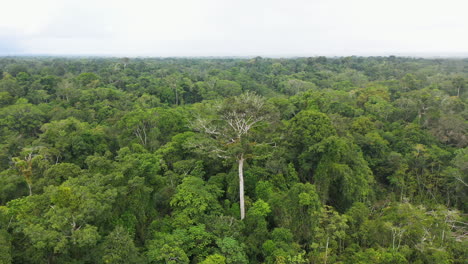 drone shot of lush green forest and trees in the amazon rainforest in peru, rotating