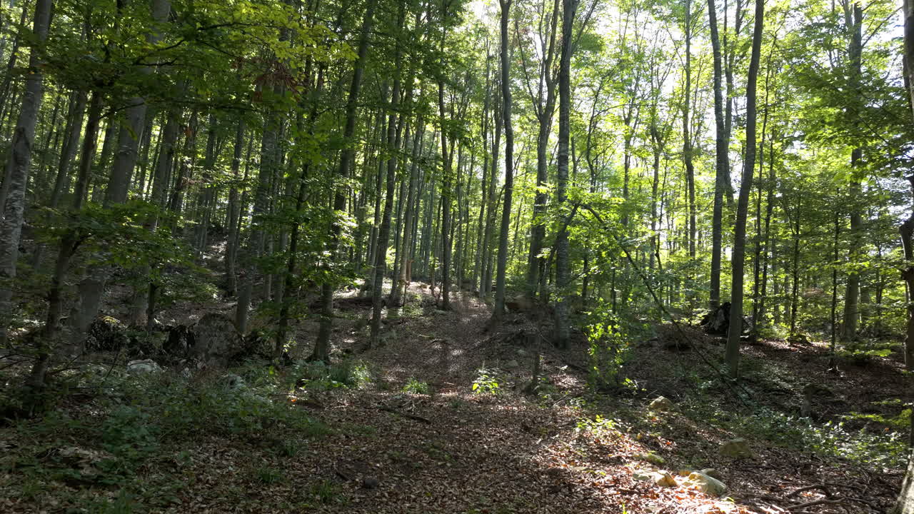 A serene forest landscape