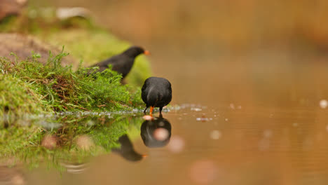 blackbird by a pond in autumn