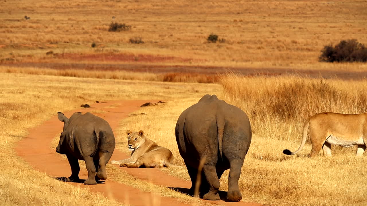 무서운  코소 소와 송아지 가 길 에서 쉬고 있는 사자 들 을 향해 걸어가고 있다