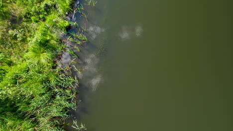 A-view-from-above-of-the-overgrown-edge-of-a-pond-on-a-sunny-day