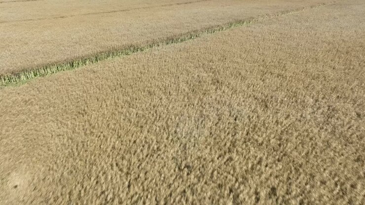Fast forward moving aerial in low altitude above golden oat fields in Europe - 60 Fps