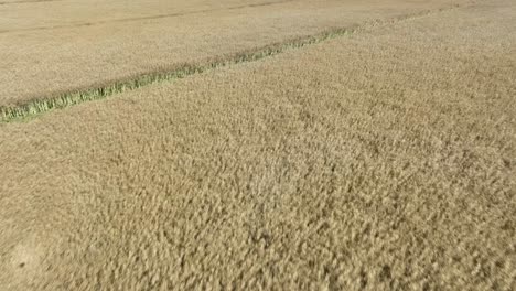 fast forward moving aerial in low altitude above golden oat fields in europe - 60 fps