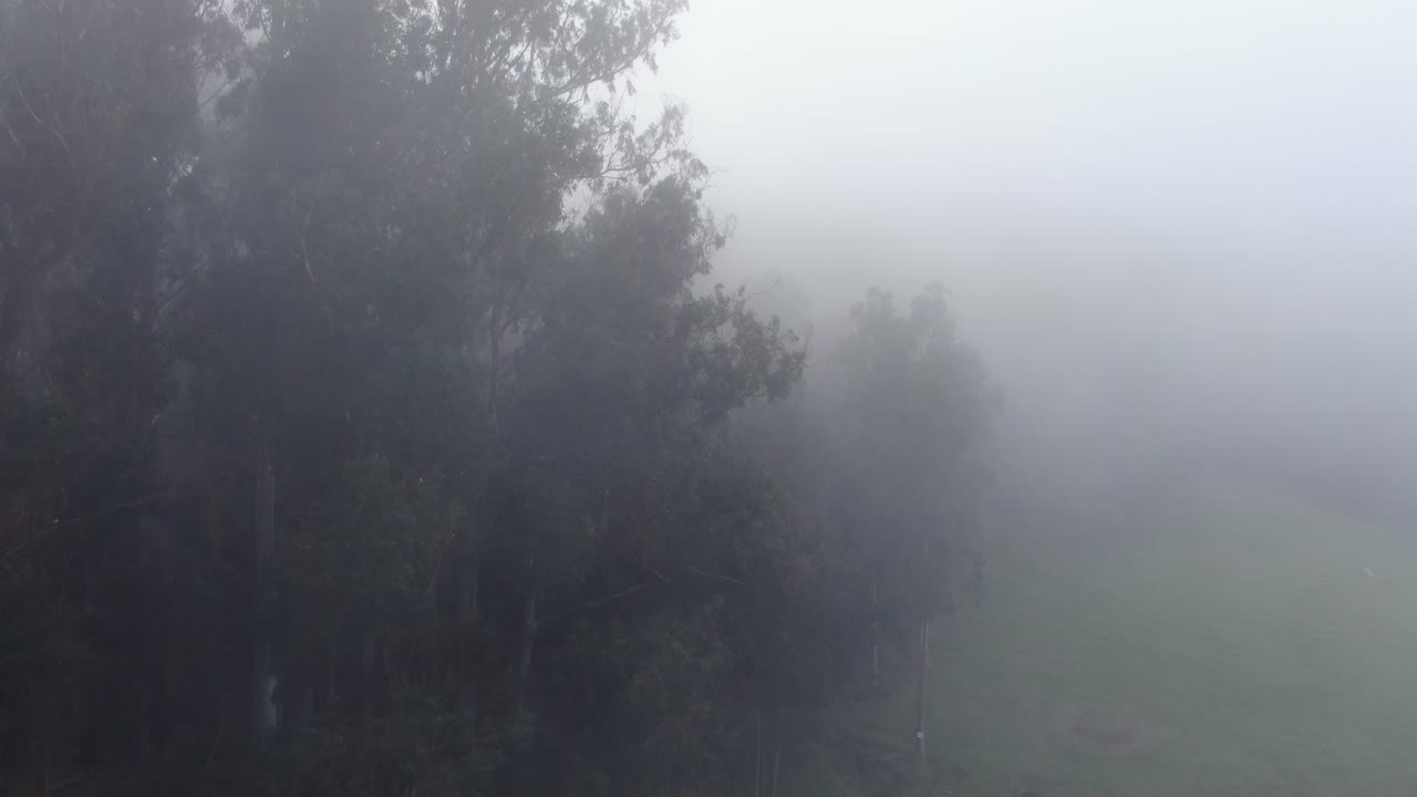 niebla costera empañando los árboles del bosque de polipoli