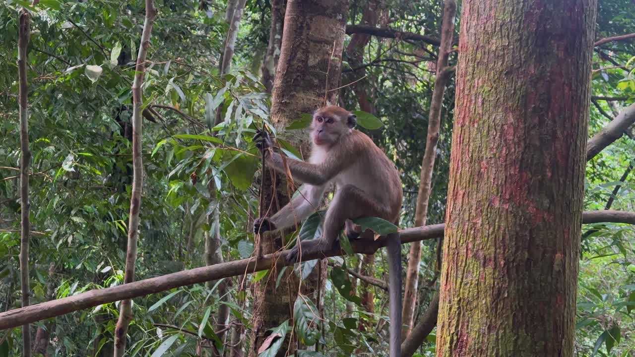 A monkey sitting on a brand in the Sumatran Jungle in Indonesia