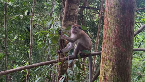 Ein-Affe,-Der-Auf-Einer-Marke-Im-Sumatra-Dschungel-In-Indonesien-Sitzt