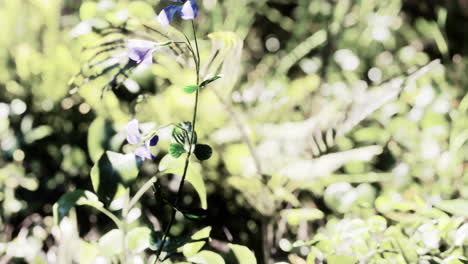 Sun-shining-into-tropical-forest