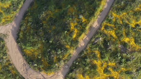 Drone-shot-of-beautiful-yellow-wildflower-covered-mountain-during-California-Super-Bloom