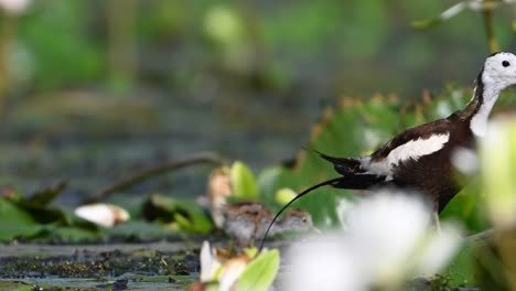 Pájaro-Jacana-De-Cola-De-Faisán-Protegiendo-A-Su-Polluelo