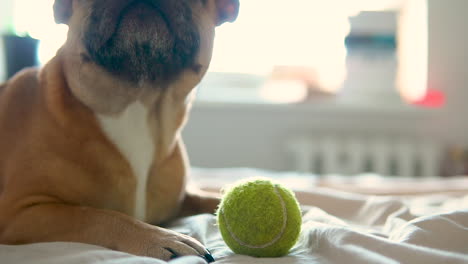 french bulldog lying on the bed with a tennis ball - close up