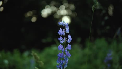 beautiful purple flowers in the meadow