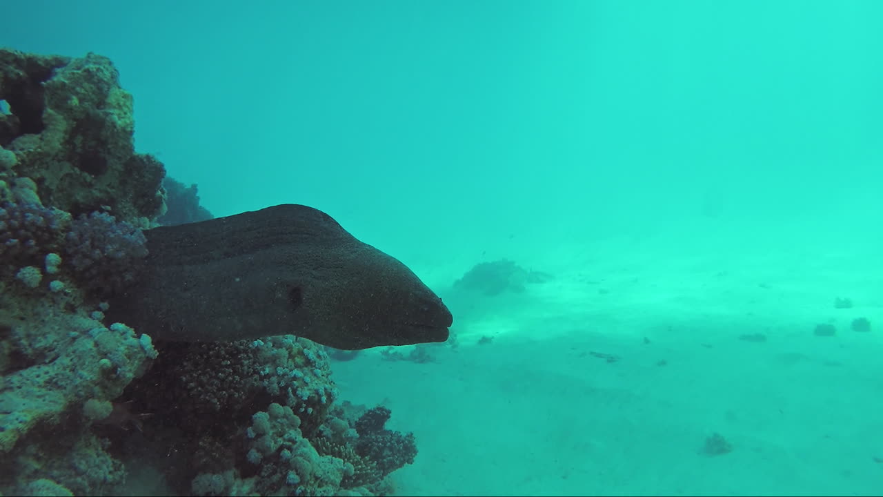 una gran anguila morena está escondida en el fondo del mar habitantes del mar rojo