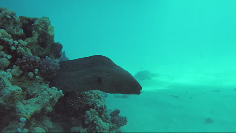 A-Large-Moray-Eel-Is-Hidden-At-The-Bottom-Of-The-Sea-Inhabitants-Of-The-Red-Sea