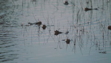 army of frogs rest in reedy pond, close up slow motion shot