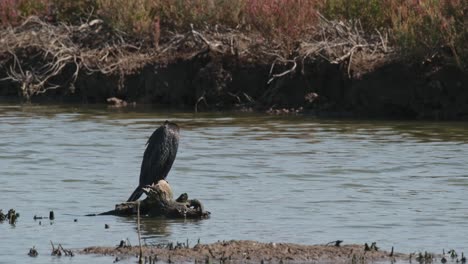 Preening-its-front-feathers-and-looks-around,-Little-Cormorant-Microcarbo-niger,-Thailand