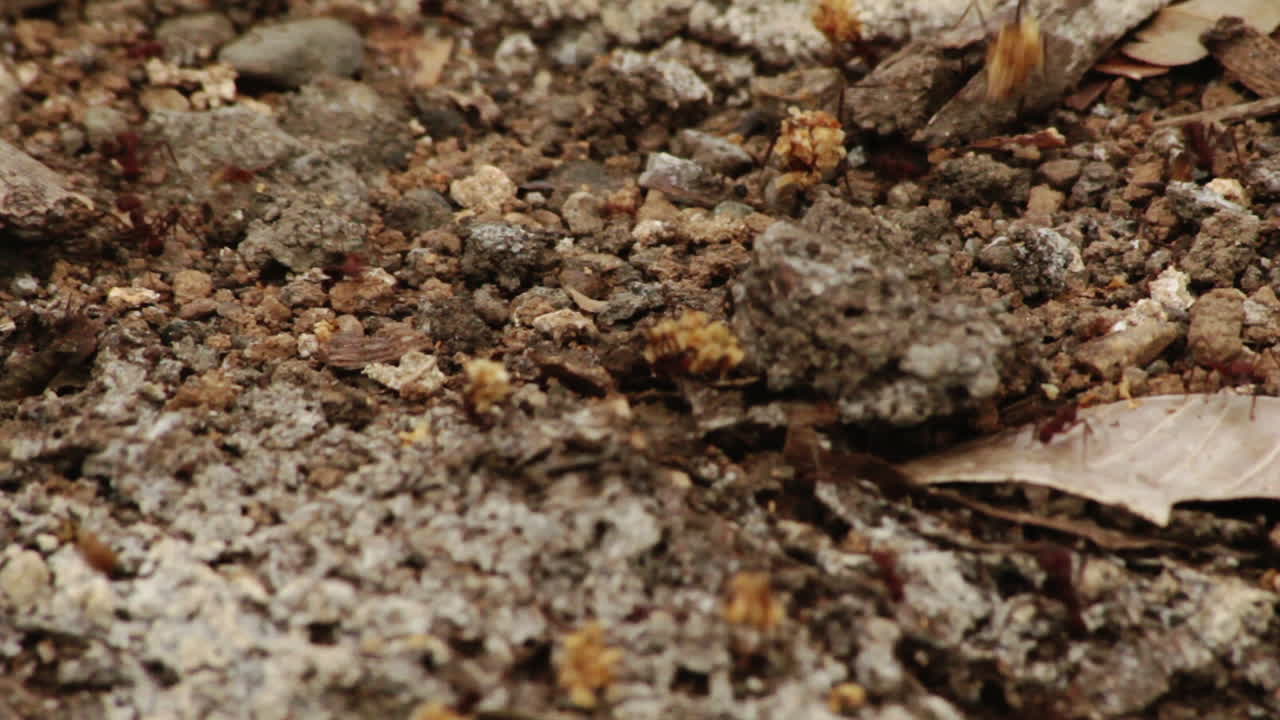 Extreme close-up of red ants on dirt by the Darien Gap in Capurgana, Colombia
