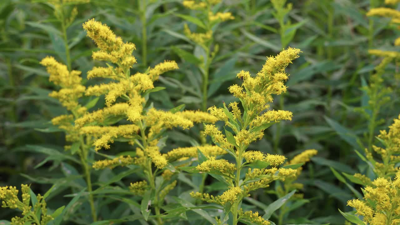 Close-up of vibrant yellow goldenrod (Solidago) flowers and green foliage swaying gently in a meadow or field