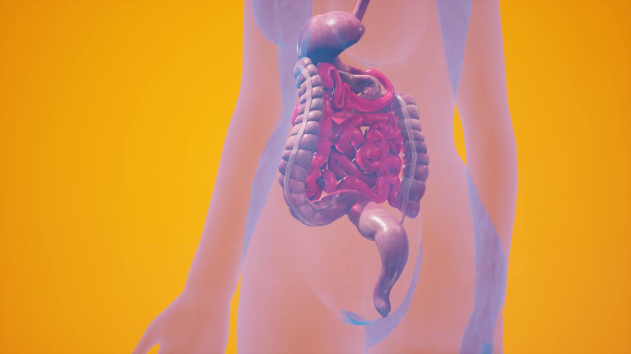 Anatomical 3D animation of digestive system. Showing the transparent body, highlighting the intestine and stomach.