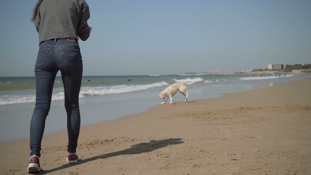 disparo en cámara lenta de un perro atrapando un disco volador en una playa de arena.