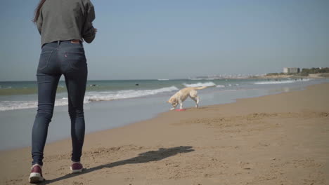 slow motion shot of dog catching flying disk on sandy beach.