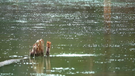 rain falls onto the surface of a pond in slow motion, with a dead half-submerged tree trunk