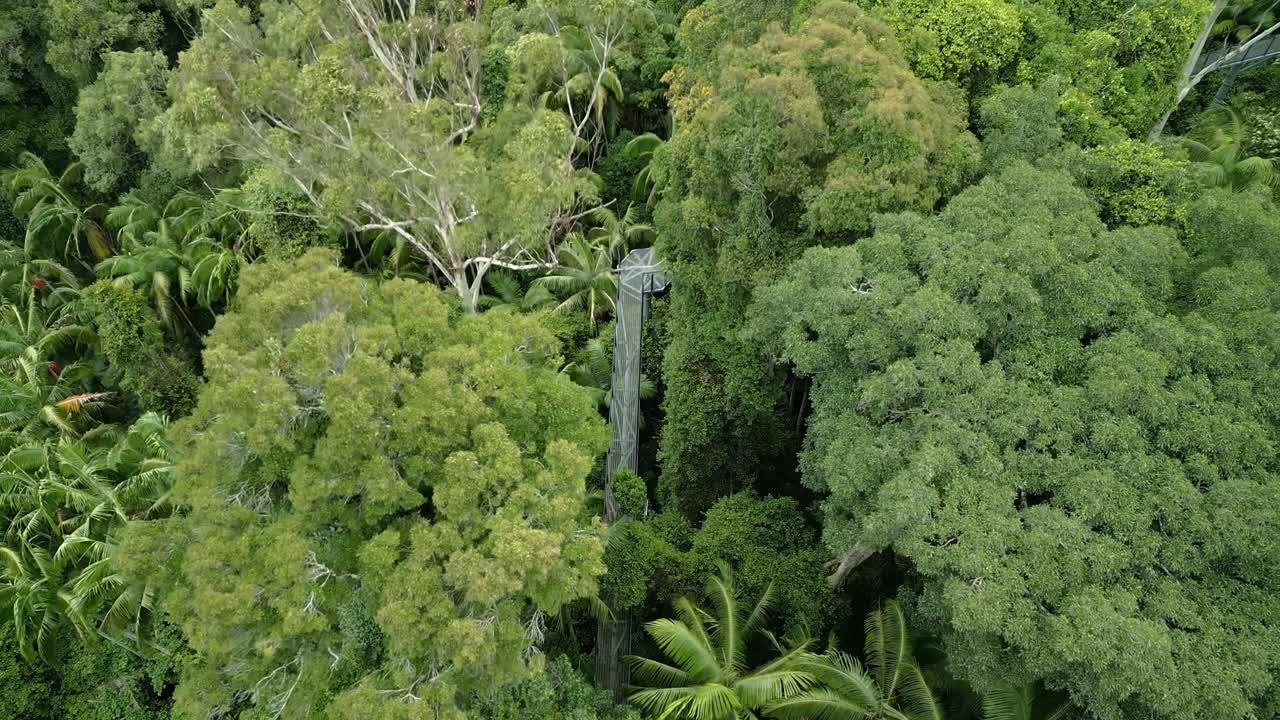 Drone footage of a high suspended walkway in the Gold Coast Hinterland, offering visitors a unique perspective above the rainforest with breathtaking jungle views.