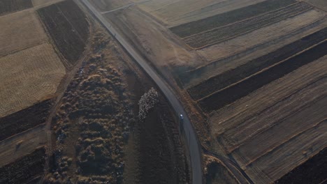 4K-Aerial-Footage:-Sheep-Herd-Grazing-Between-Cultivated-Fields-in-Samtskhe-Javakheti,-Georgia