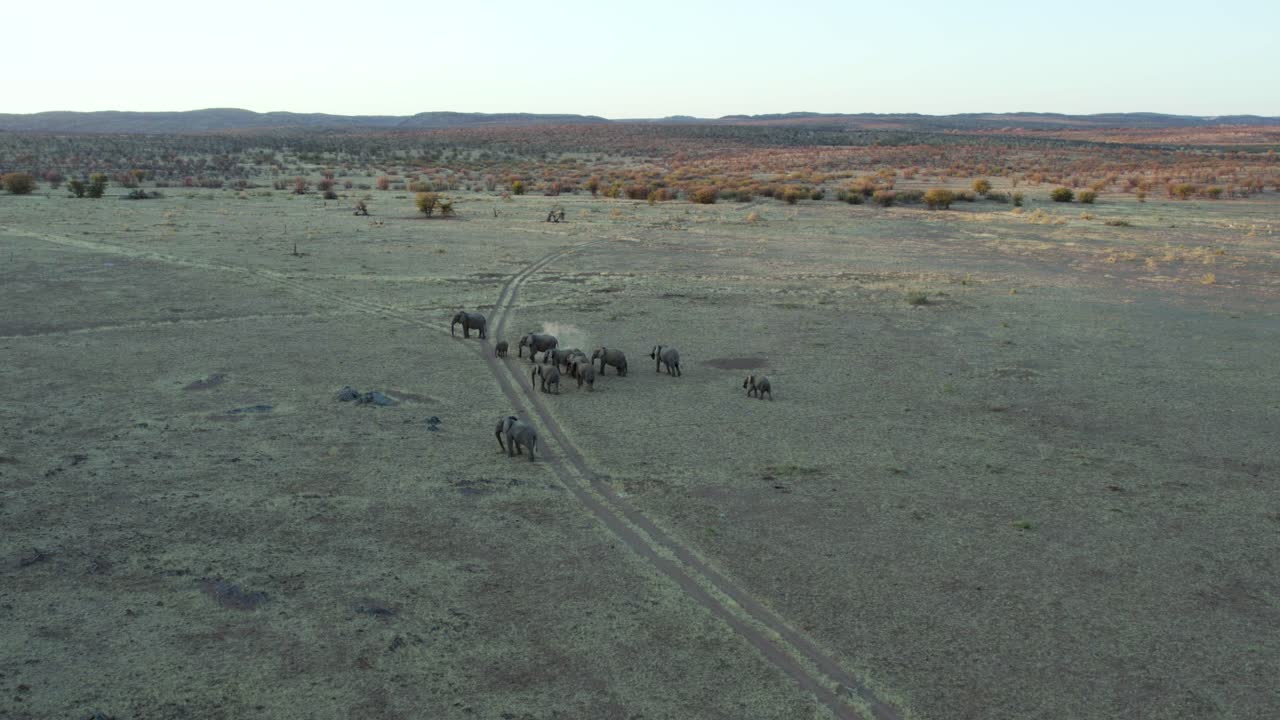 아프리카 코끼리 떼가 해질녘 열린 사바나에서 먹이를 먹기 위해 멈추는 공중 전망, 넓은 시차 샷