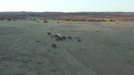 aerial view of african elephant herd stop to feed on open savannah at dusk, wide parallax shot